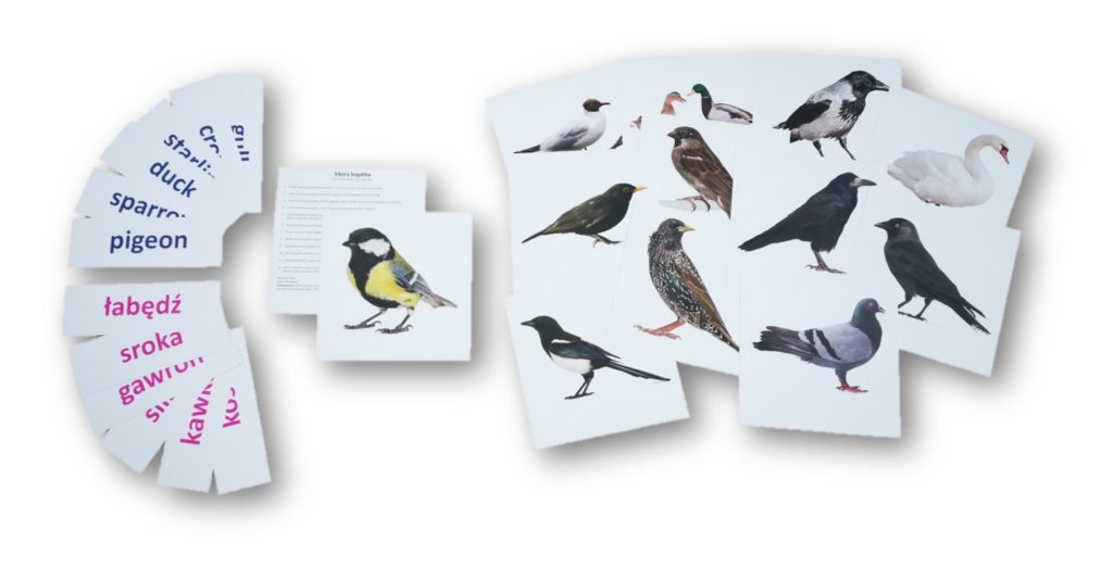 bity inteligencji ptaki miejskie i karty do nauki czytania